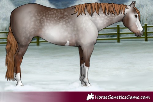 Horse Color:Gray Chestnut 