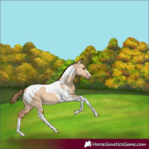 Horse Color:Red Dun Tobiano