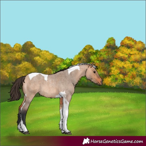 Horse Color:Bay Roan Dun Tobiano Rabicano 