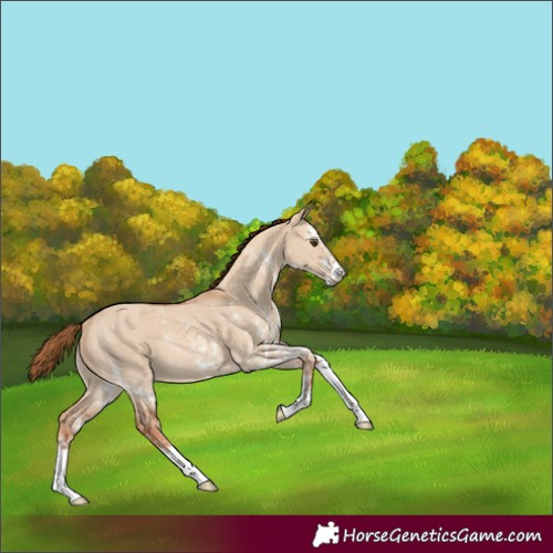 Horse Color:Red Dun Sabino