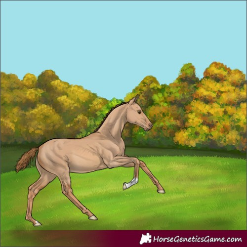 Horse Color:Red Dun