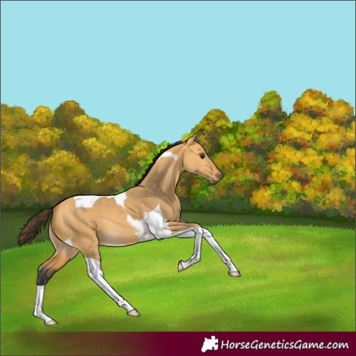 Horse Color:Buckskin Dun Tobiano 