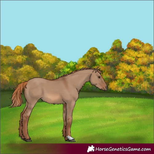 Horse Color:Red Dun