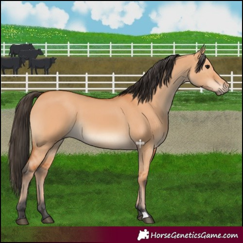 Horse Color:Bay Dun 