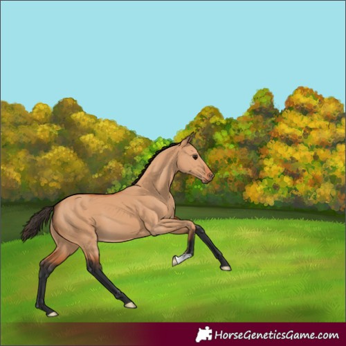 Horse Color:Bay Dun 