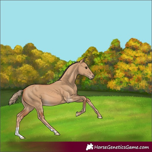 Horse Color:Red Dun