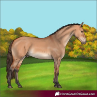 Horse Color:Bay Dun