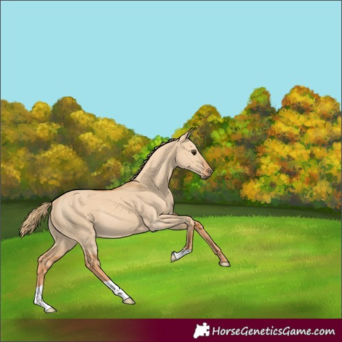 Horse Color:Red Dun