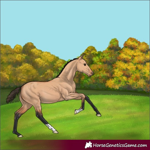 Horse Color:Bay Dun