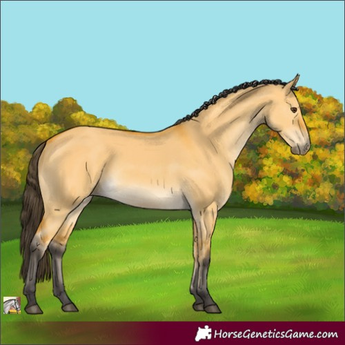 Horse Color:Buckskin Dun 