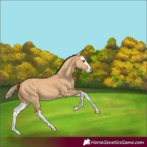 Horse Color:Red Dun Splash 