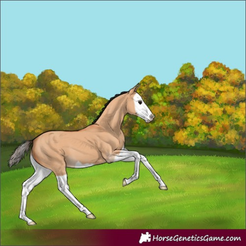 Horse Color:Bay Dun Splash 