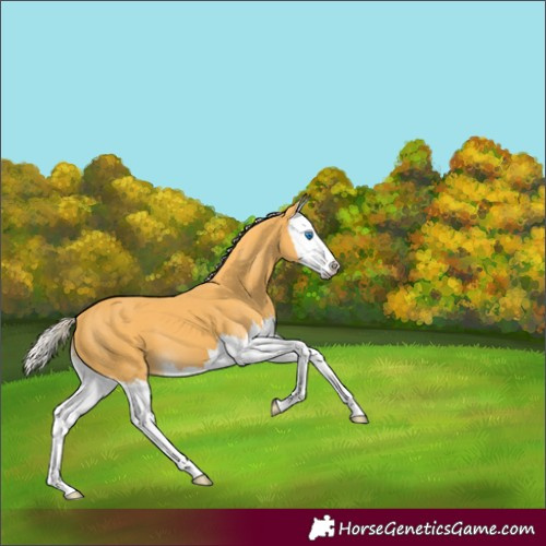 Horse Color:Palomino Splash 
