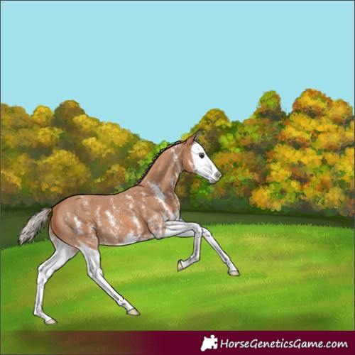Horse Color:Chestnut Sabino Splash 