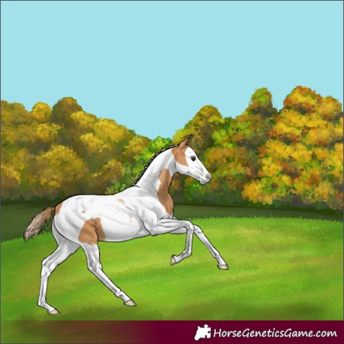 Horse Color:Chestnut Splash Tobiano