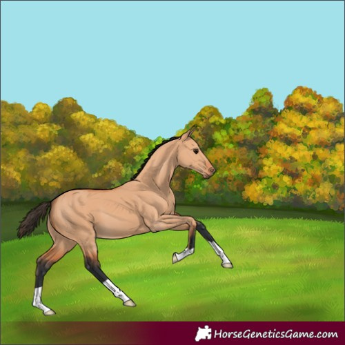 Horse Color:Bay Dun 