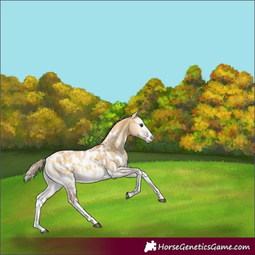 Horse Color:Palomino Onyx Splash Blanket 