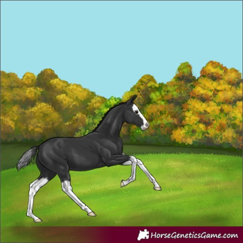 Horse Color:Black Splash 
