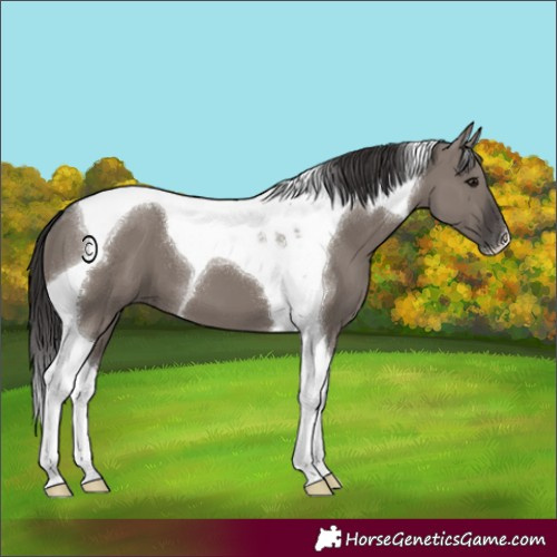 Horse Color:Smoky Grullo Tobiano 