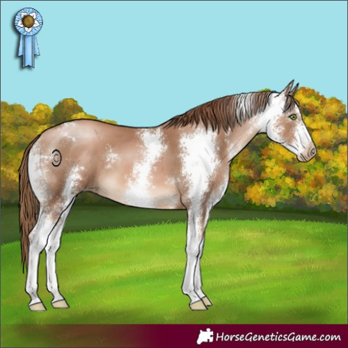 Horse Color:Liver Chestnut Pearl Sabino 