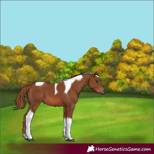 Horse Color:Chestnut Tobiano 