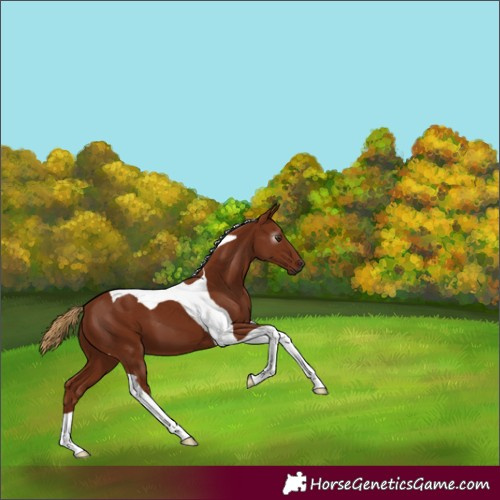 Horse Color:Gray Chestnut Tobiano 
