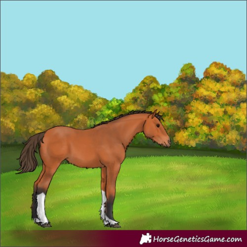 Horse Color:Bay Tobiano 