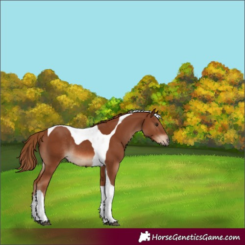 Horse Color:Chestnut Tobiano Rabicano 