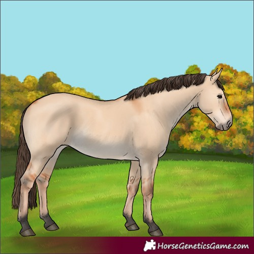 Horse Color:Bay Dun