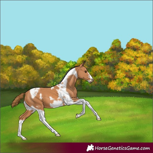 Horse Color:Chestnut Tobiano Frame 
