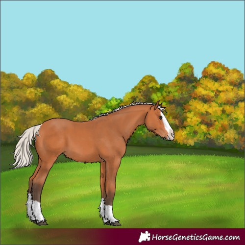 Horse Color:Silver Bay Splash 