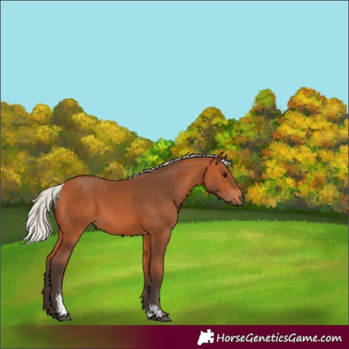 Horse Color:Silver Bay Sabino