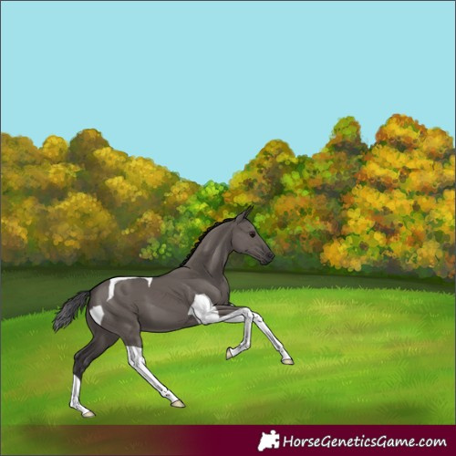 Horse Color:Smoky Grullo Tobiano