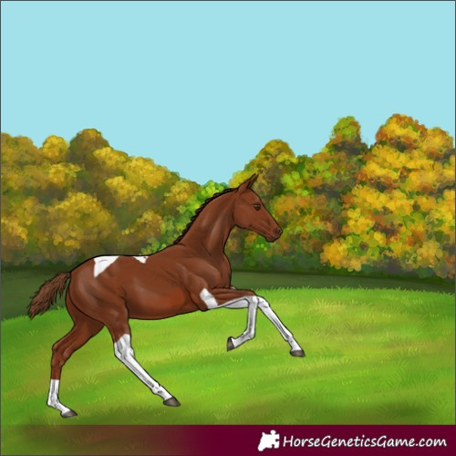Horse Color:Chestnut Tobiano