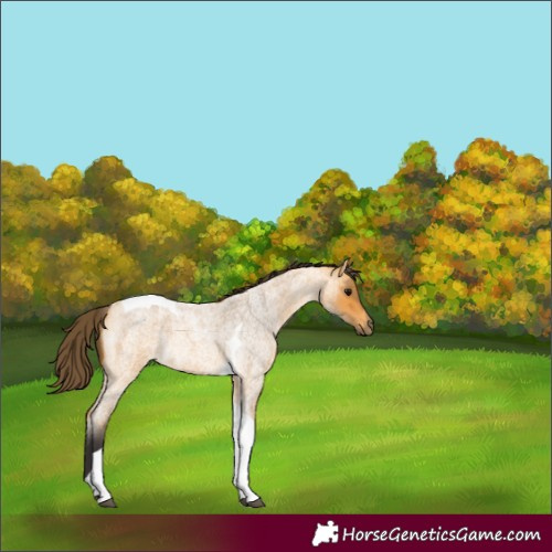 Horse Color:Buckskin Roan Tobiano Rabicano 