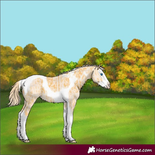 Horse Color:Palomino Splash Tobiano and Perlino Splash Tobiano