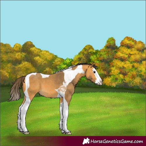 Horse Color:Buckskin Splash Tobiano