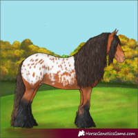 Horse Color:Bay Appaloosa 