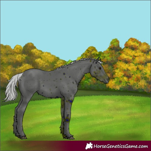 Horse Color:ERROR: UNKNOWN ANOMALY