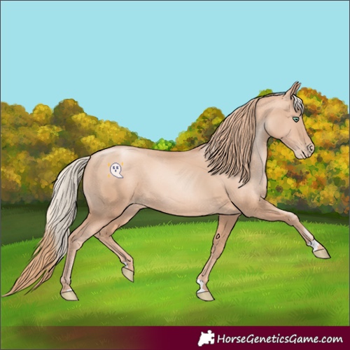 Horse Color:Gold Champagne Pearl Rabicano and Gold Champagne Pearl Rabicano