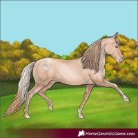 Horse Color:Gold Champagne Pearl Rabicano  and Gold Champagne Pearl Rabicano 