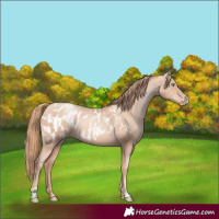 Horse Color:Gold Champagne Pearl Rabicano  and Gold Champagne Pearl Appaloosa Rabicano 