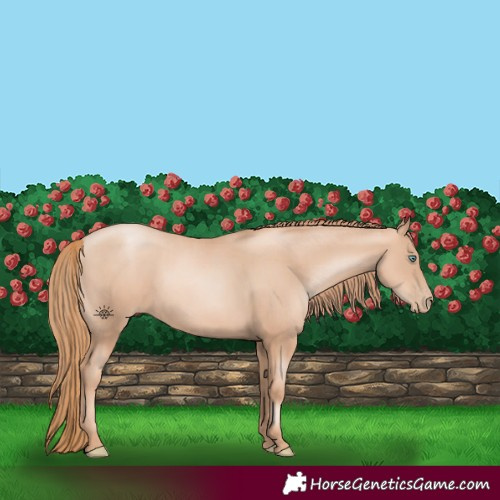 Horse Color:Gold Champagne Pearl Rabicano  and Gold Champagne Pearl Rabicano 