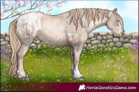 Horse Color:Gold Champagne Ice Pearl Rabicano  and Gold Champagne Ice Pearl Blanket Rabicano 