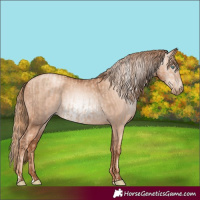 Horse Color:Gold Champagne Pearl Rabicano  and Gray Gold Champagne Pearl Rabicano 