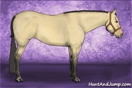 Horse Color:Buckskin Dun
