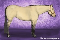 Horse Color:Buckskin Dun 