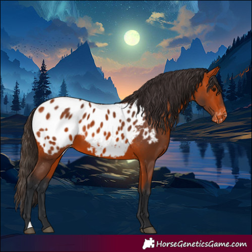 Horse Color:Bay Blanket