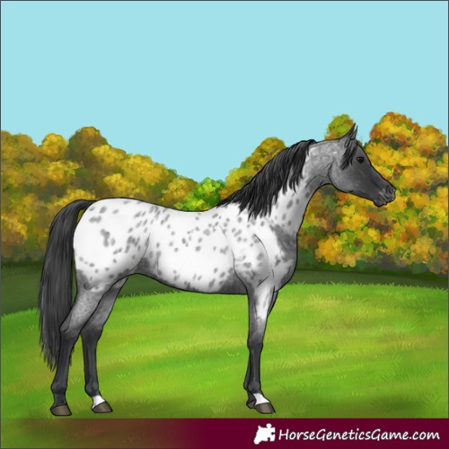 Horse Color:Blue Roan Appaloosa