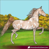 Horse Color:Gold Champagne Pearl Rabicano  and Gold Champagne Pearl Appaloosa Rabicano 